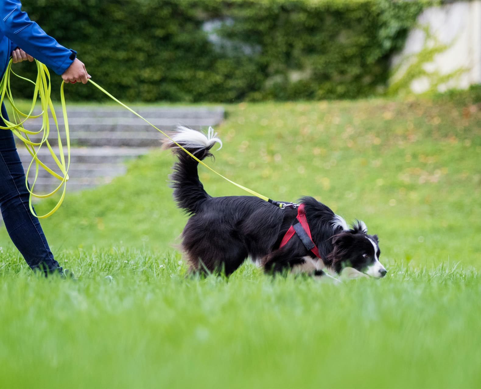 Despierta el olfato de tu perro con mantrailing en Ferrol